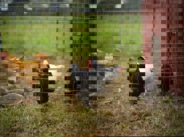 Powering a remote poultry farm without grid connectivity