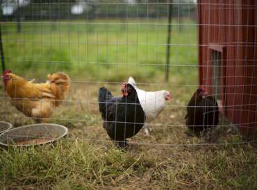 Powering a remote poultry farm without grid connectivity